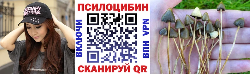 Купить где  Похвистнево  Галлюциногенные грибы Cubensis 